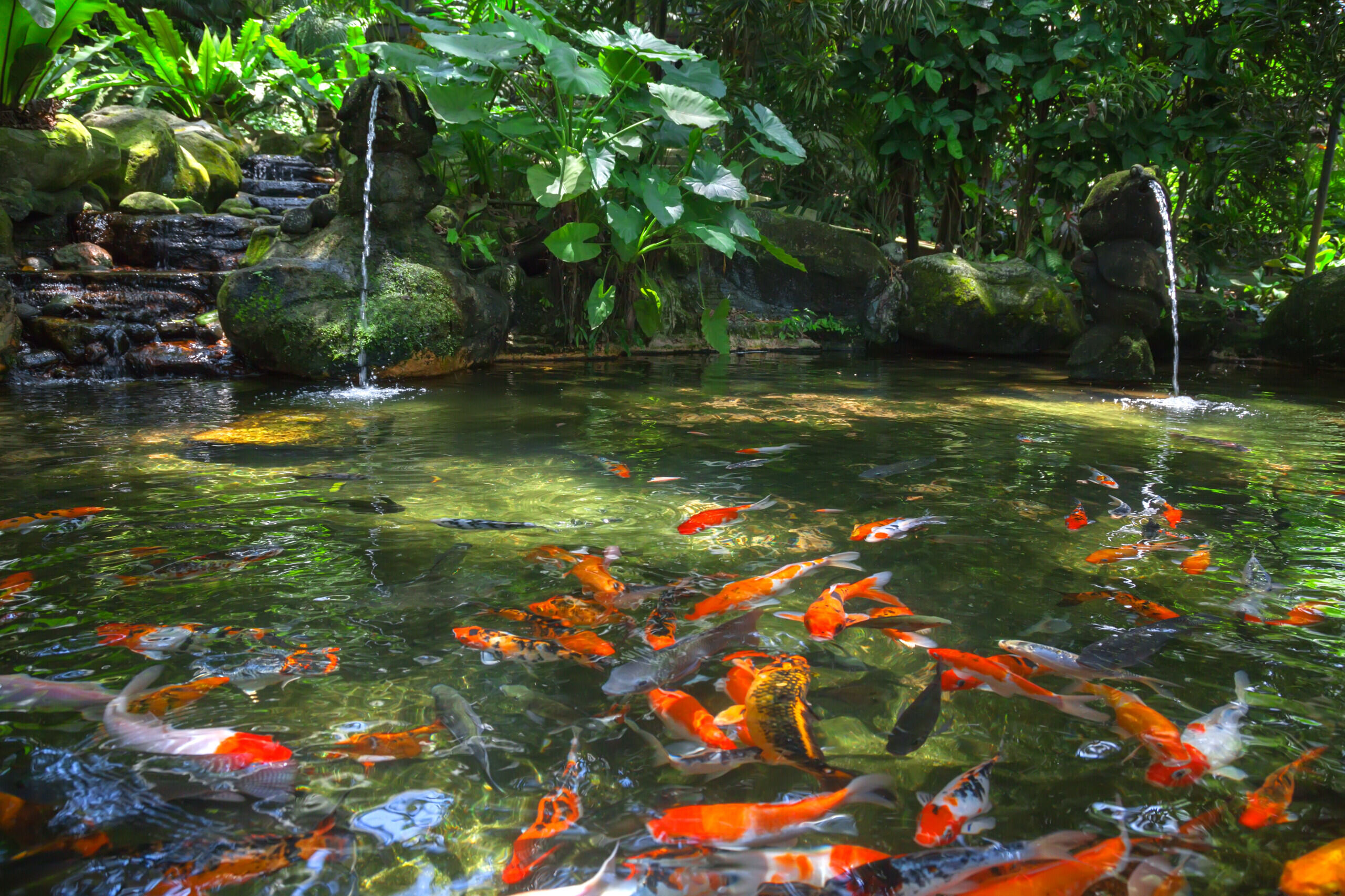 Pond